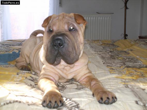 La foto del perro