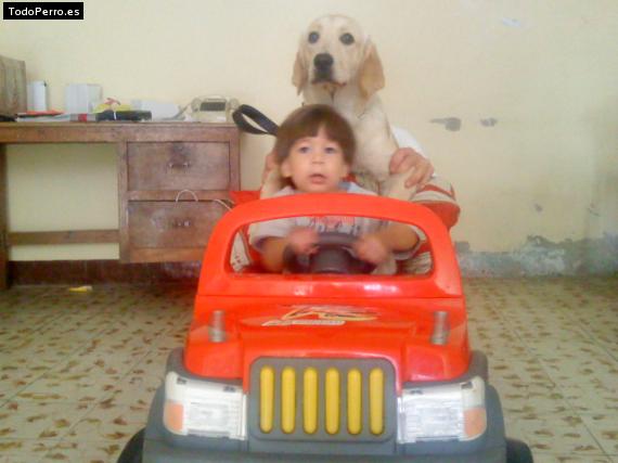 La foto del perro