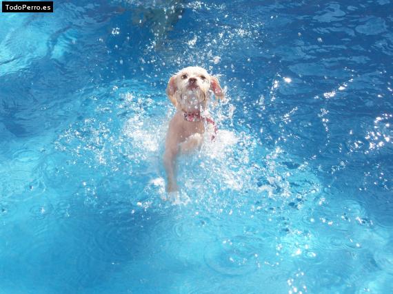 La foto del perro
