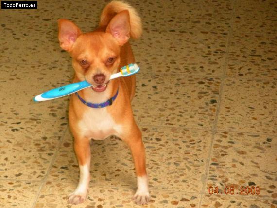 La foto del perro