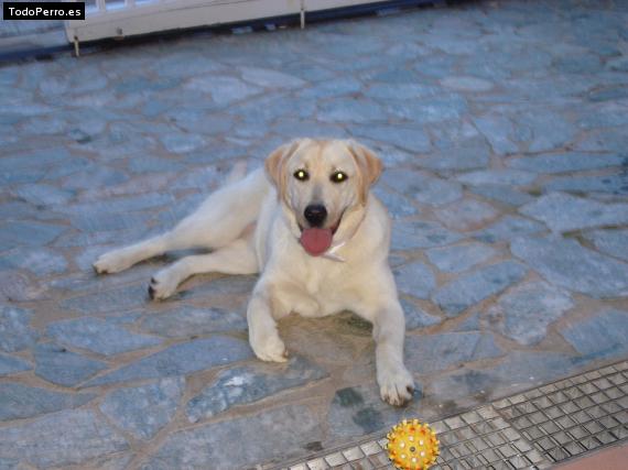 La foto del perro