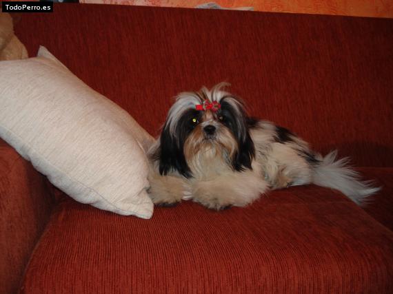 La foto del perro