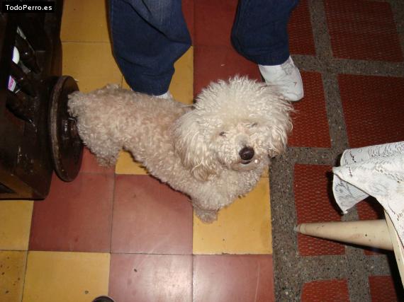 La foto del perro