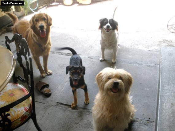 La foto del perro