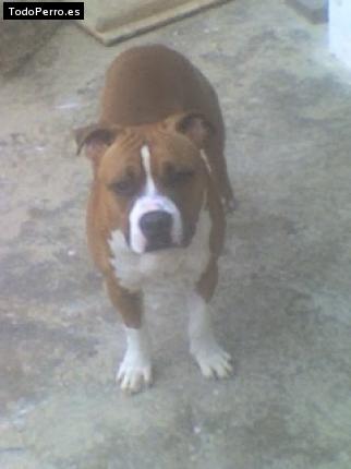 Foto del perro Taison