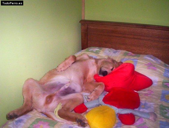 La foto del perro