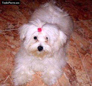 La foto del perro