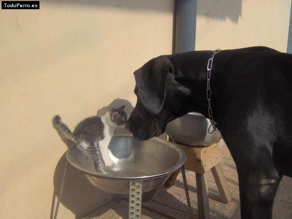 La foto del perro