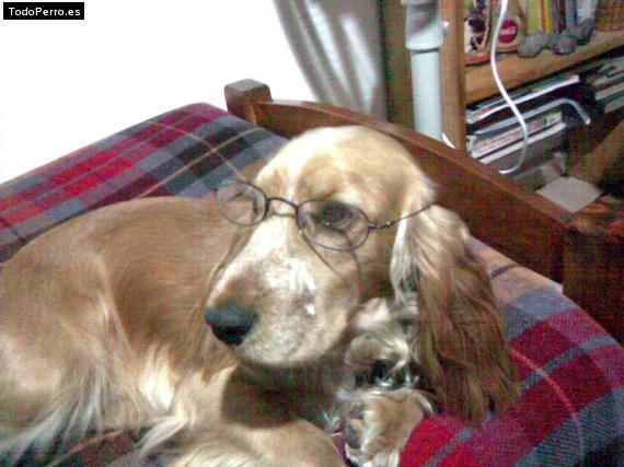 La foto del perro