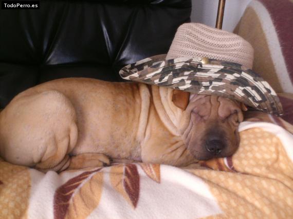La foto del perro