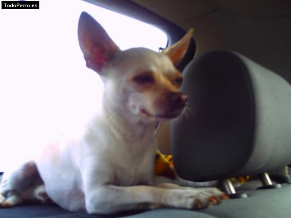 La foto del perro