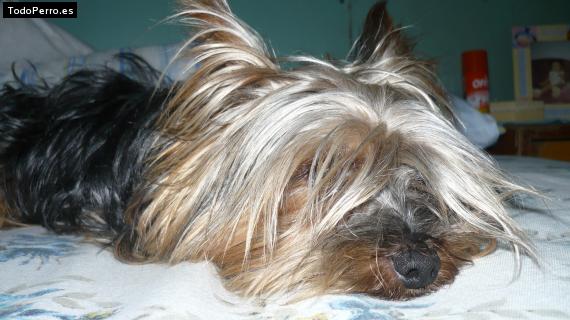 La foto del perro