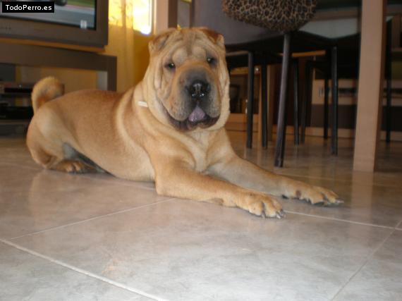 La foto del perro