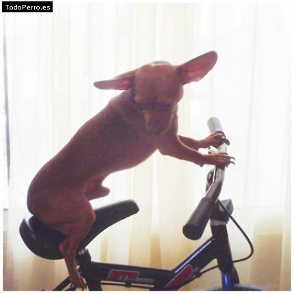 La foto del perro