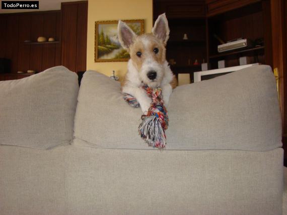 La foto del perro