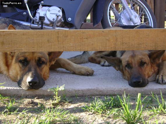 La foto del perro