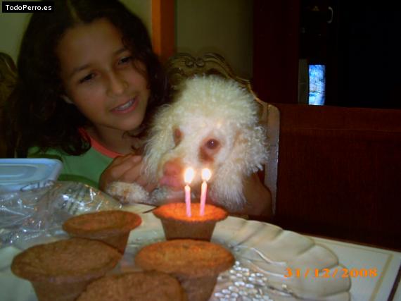 La foto del perro