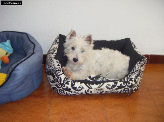 La foto del perro