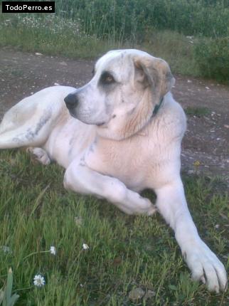La foto del perro
