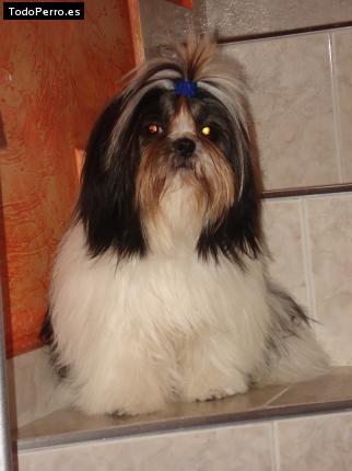 La foto del perro