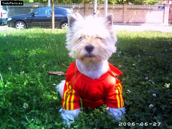 Foto del perro Tac