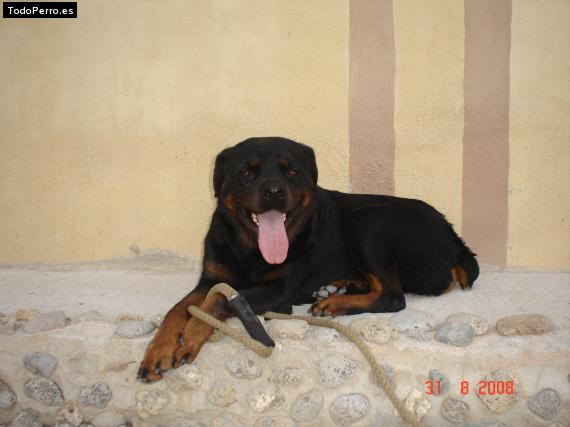 La foto del perro