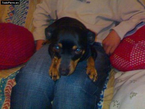 La foto del perro