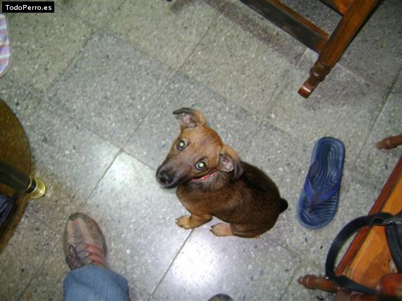 La foto del perro