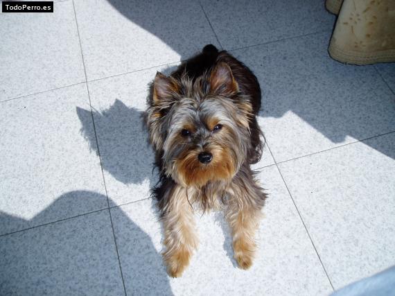 La foto del perro