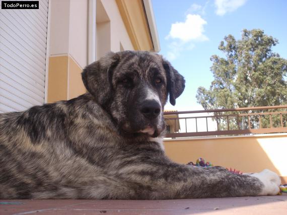 La foto del perro