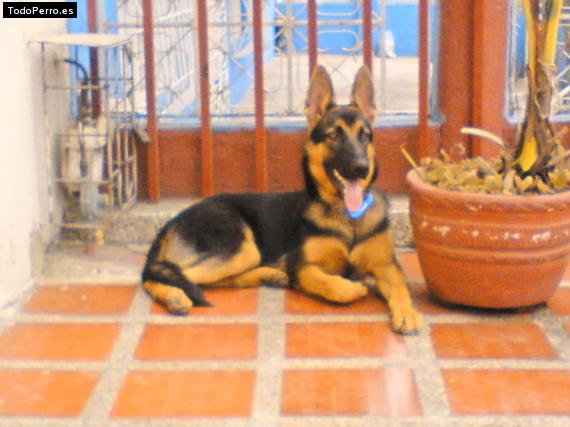 La foto del perro