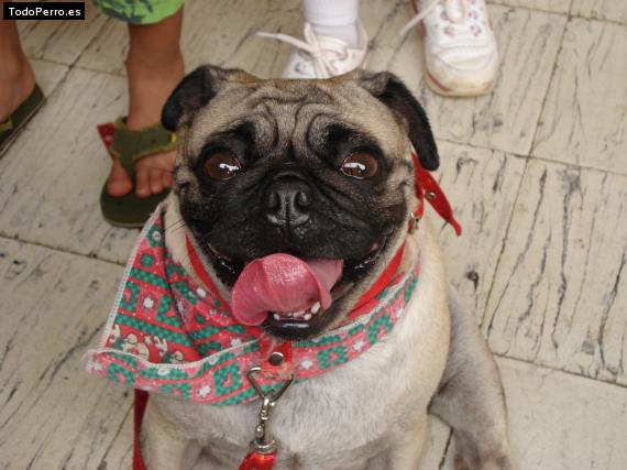 La foto del perro
