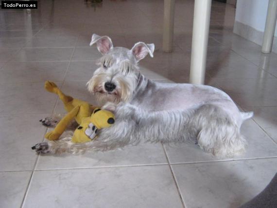 La foto del perro