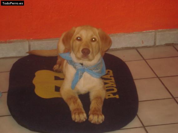 La foto del perro