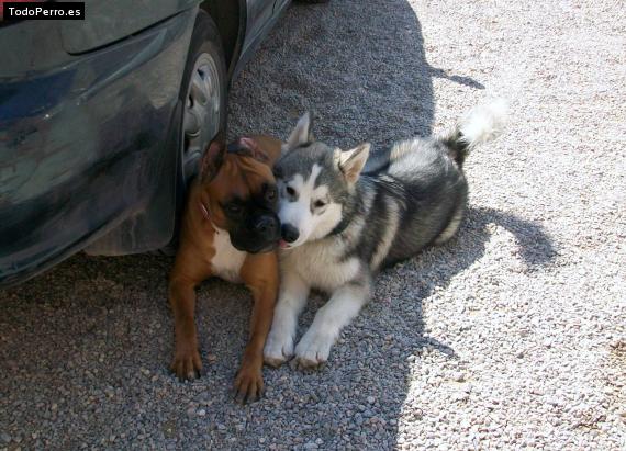 La foto del perro