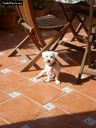 La foto del perro