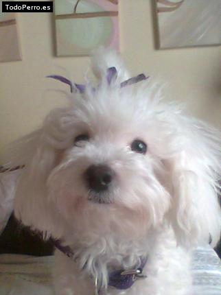 La foto del perro
