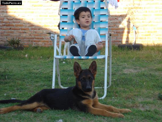 La foto del perro