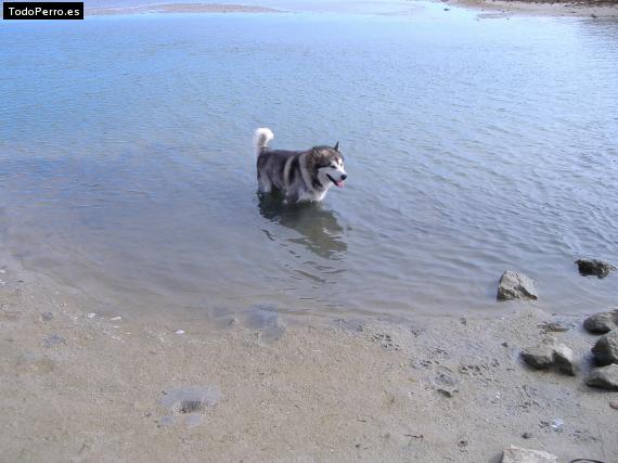La foto del perro