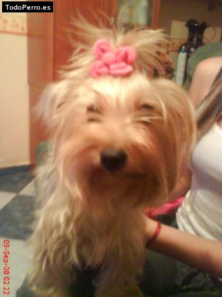 La foto del perro