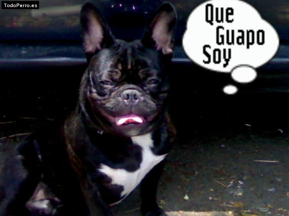 La foto del perro