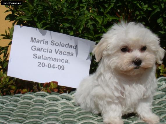 La foto del perro