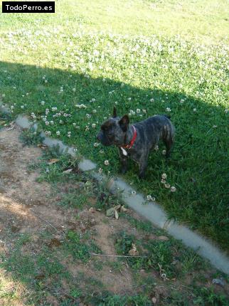 La foto del perro