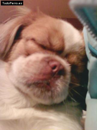 Foto del perro Osito