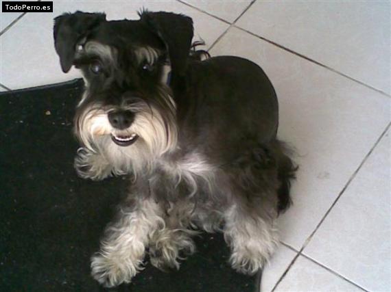 La foto del perro