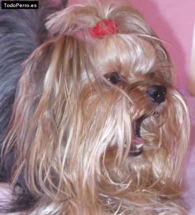 La foto del perro