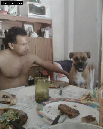 La foto del perro