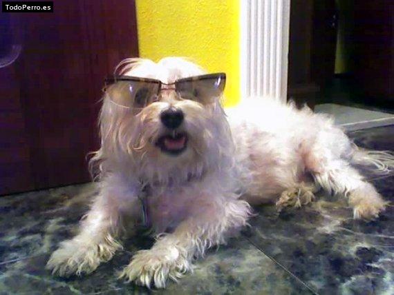La foto del perro