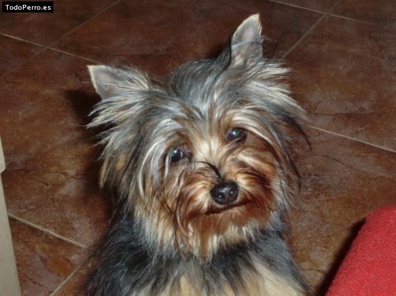La foto del perro