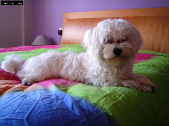 La foto del perro